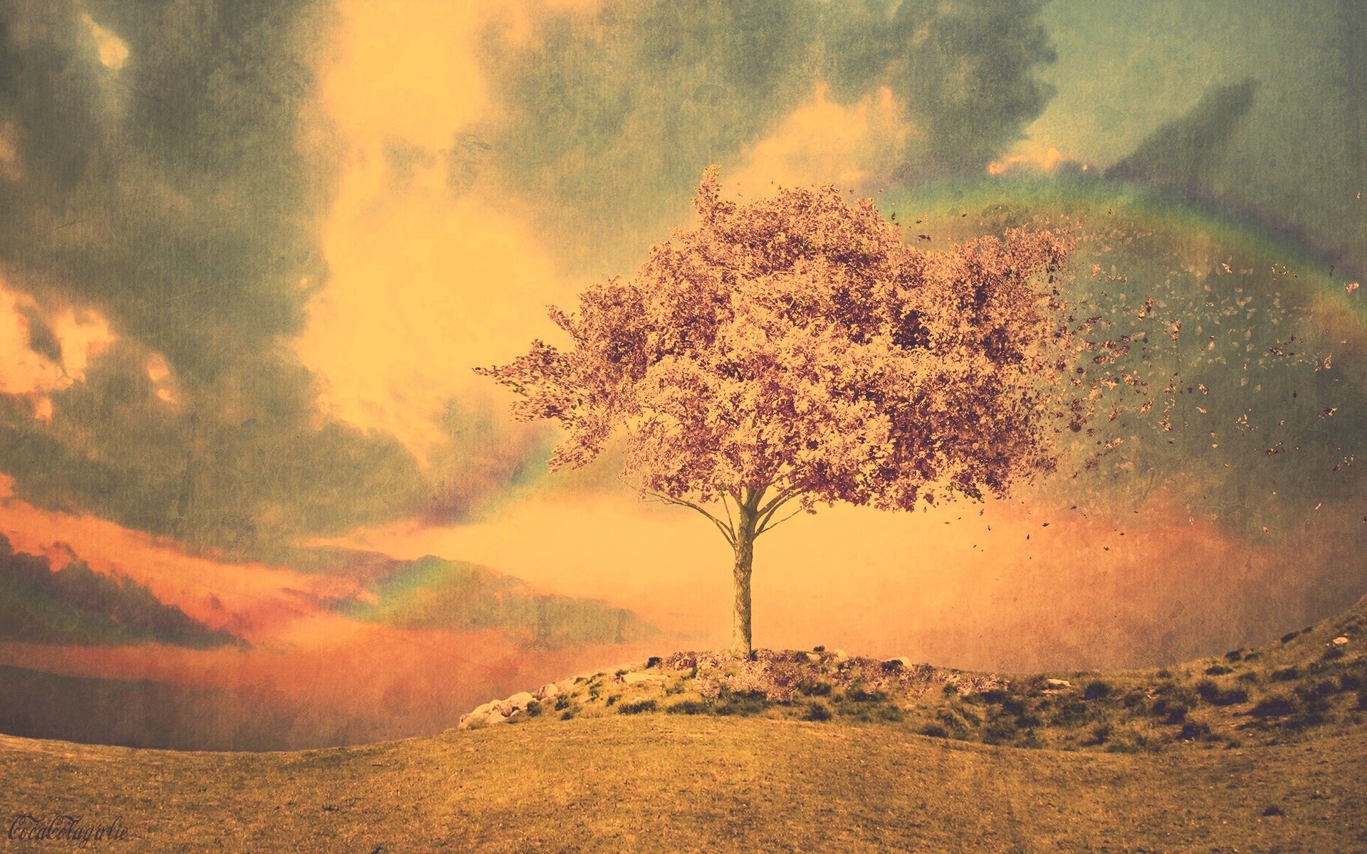 Одинокое цветущее дерево обои