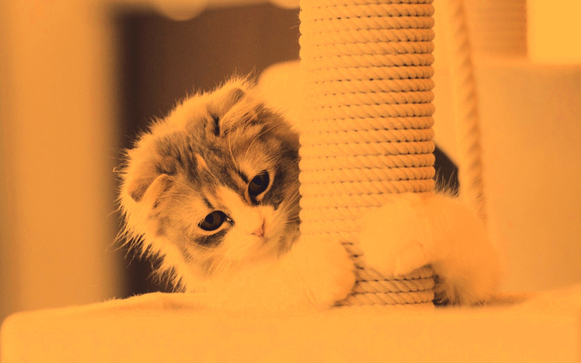 Пушистая кошка с когтеточкой обои