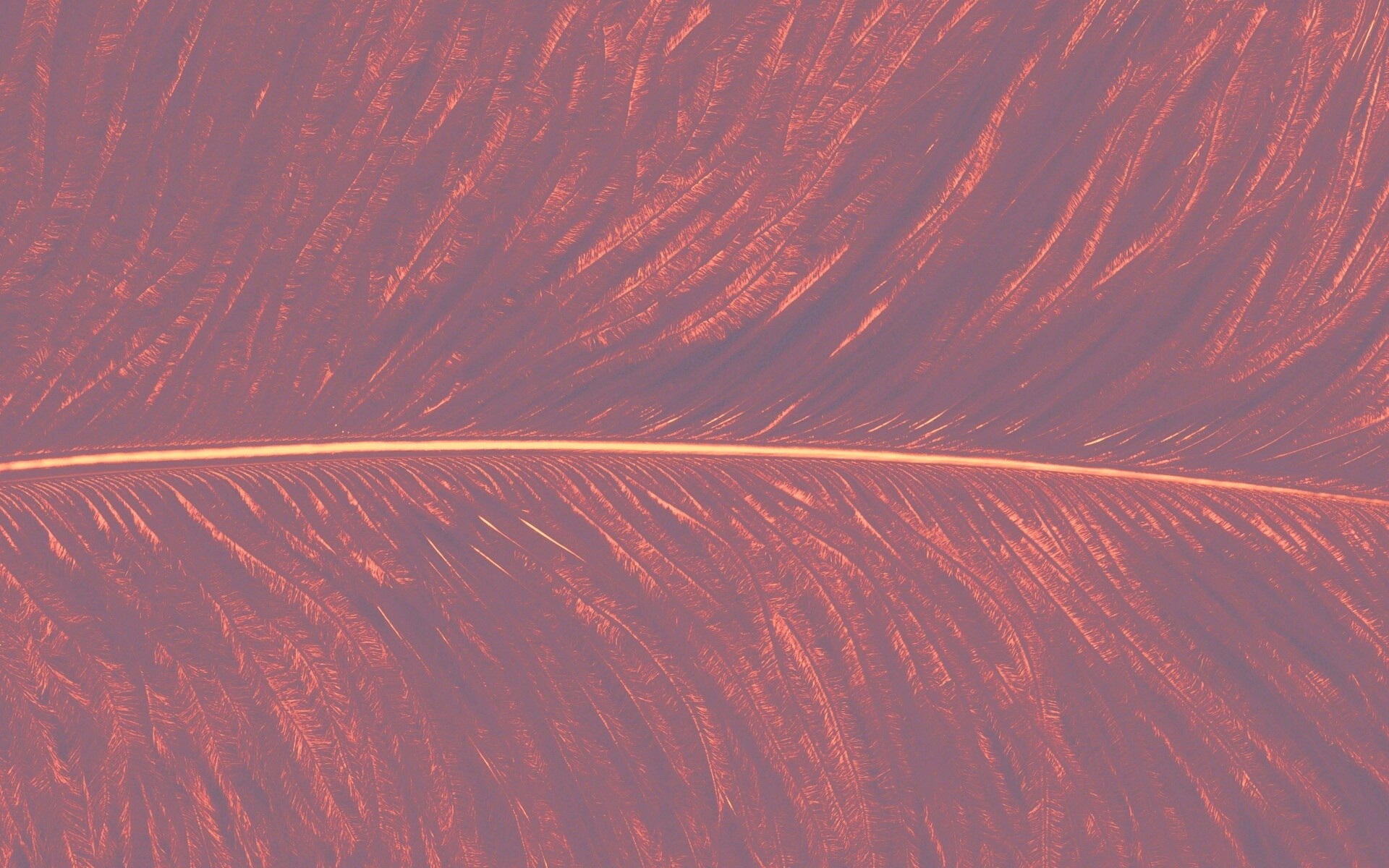 Перо попугая обои