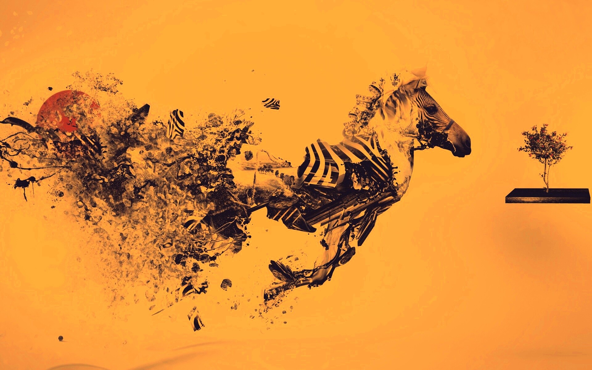 Зебра и бонсай обои