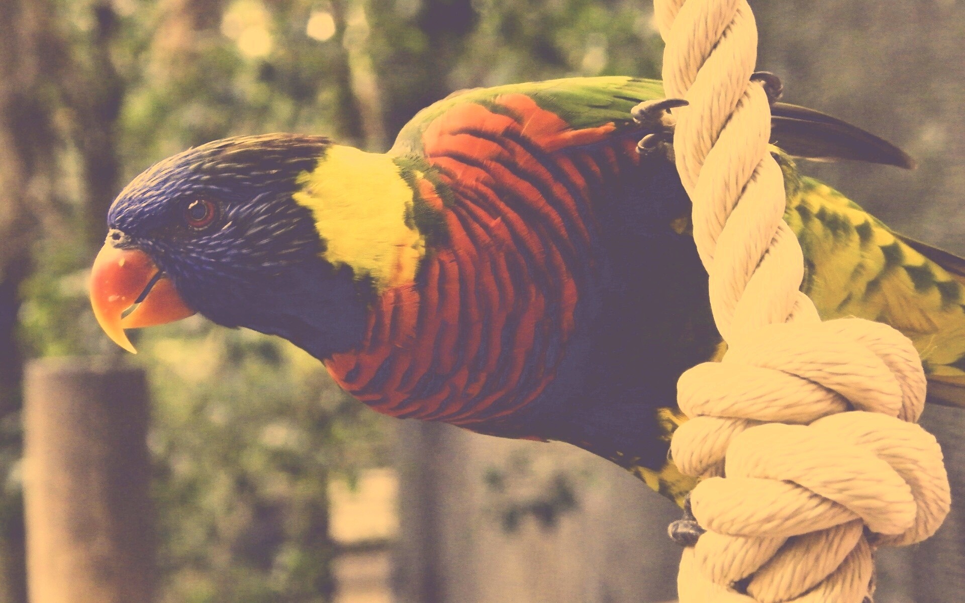 Попугай на канате обои