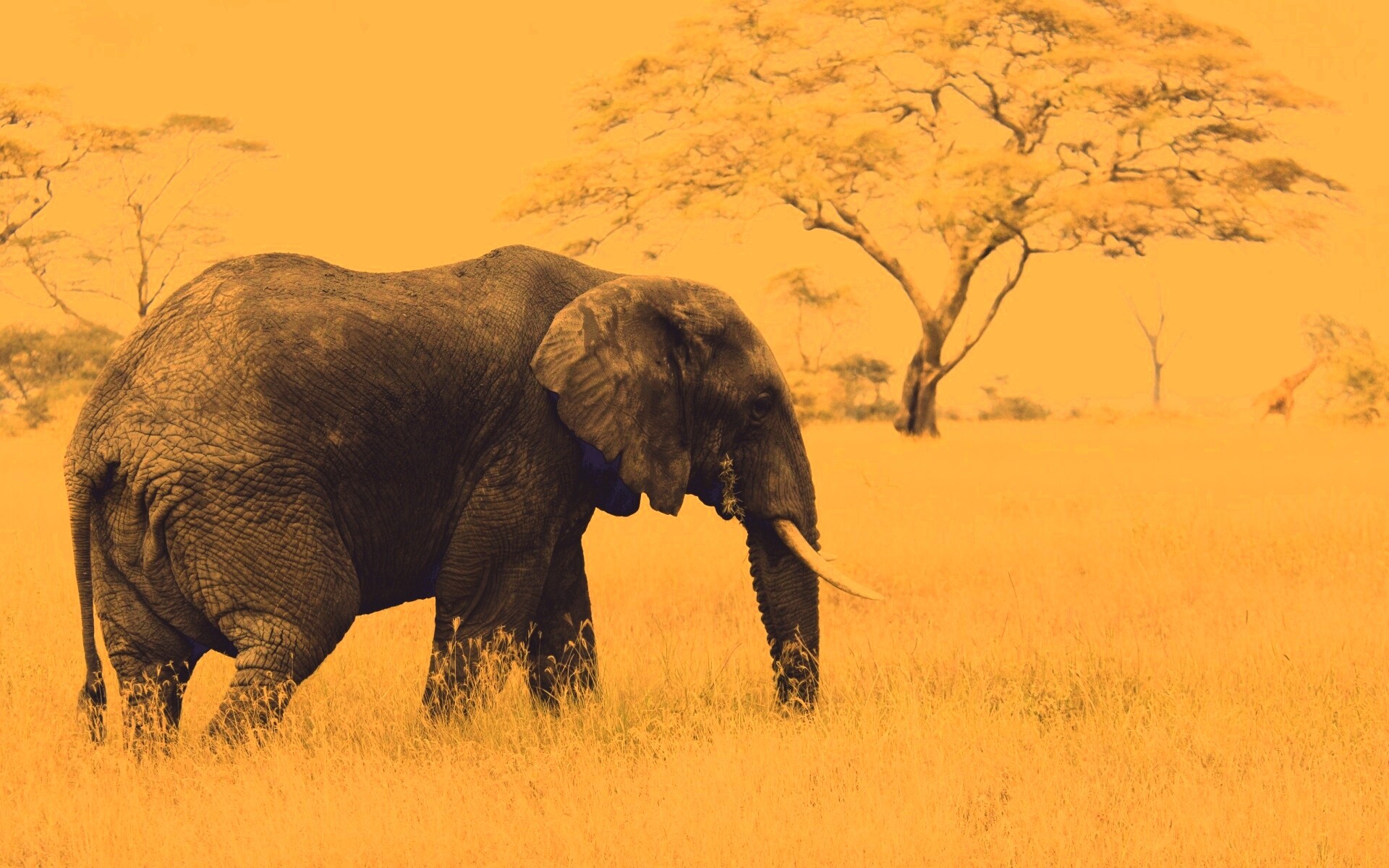 Elephant обои
