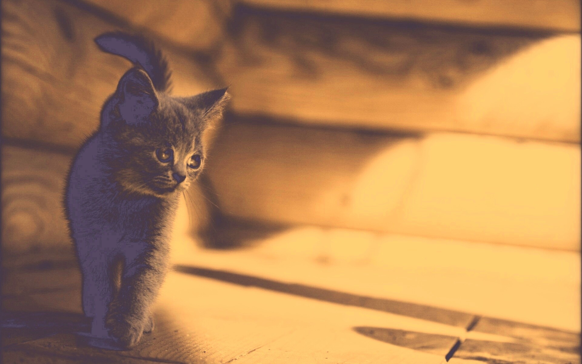 Маленький дымчатый котенок обои