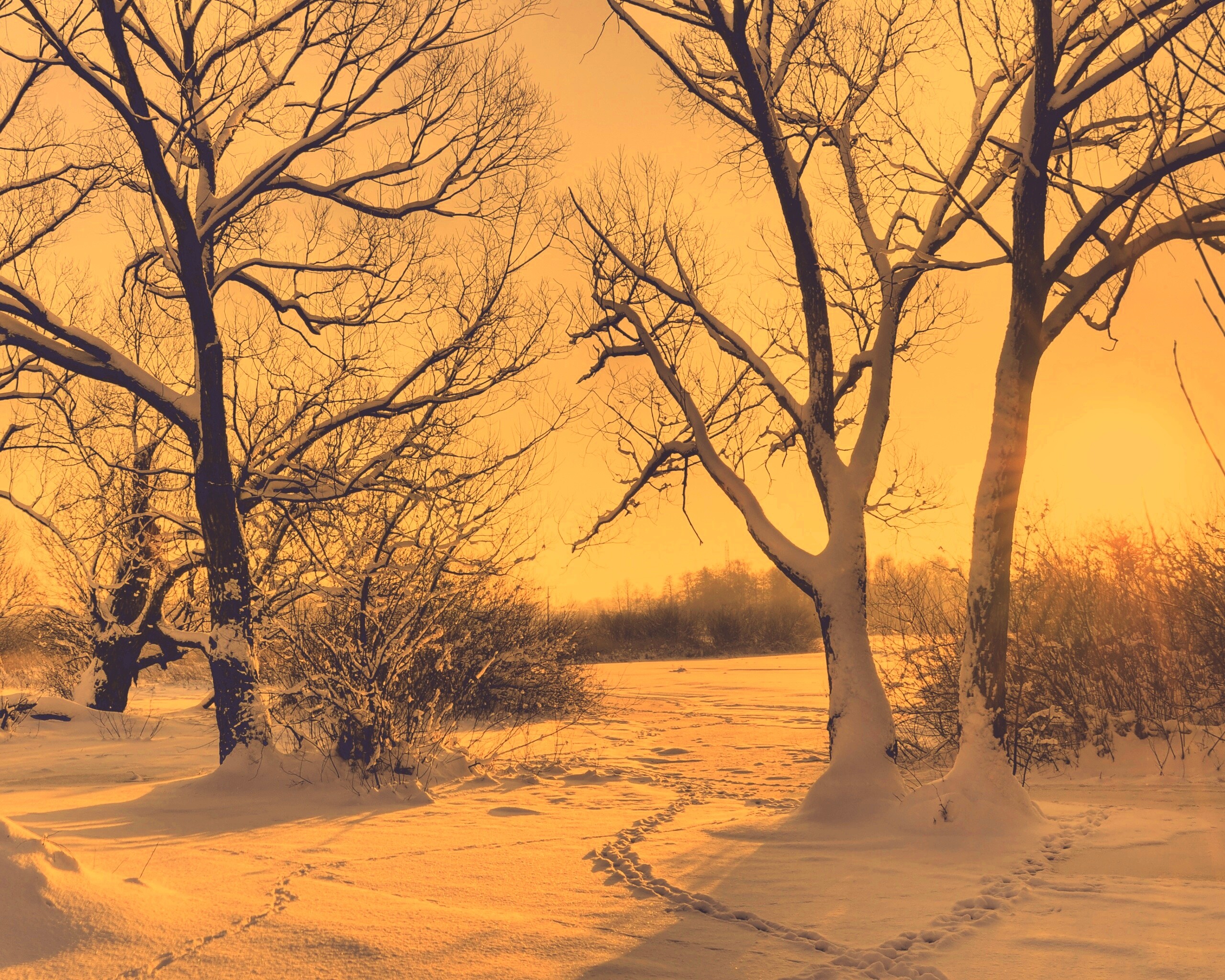 Солнечный свет в зимнем лесу обои