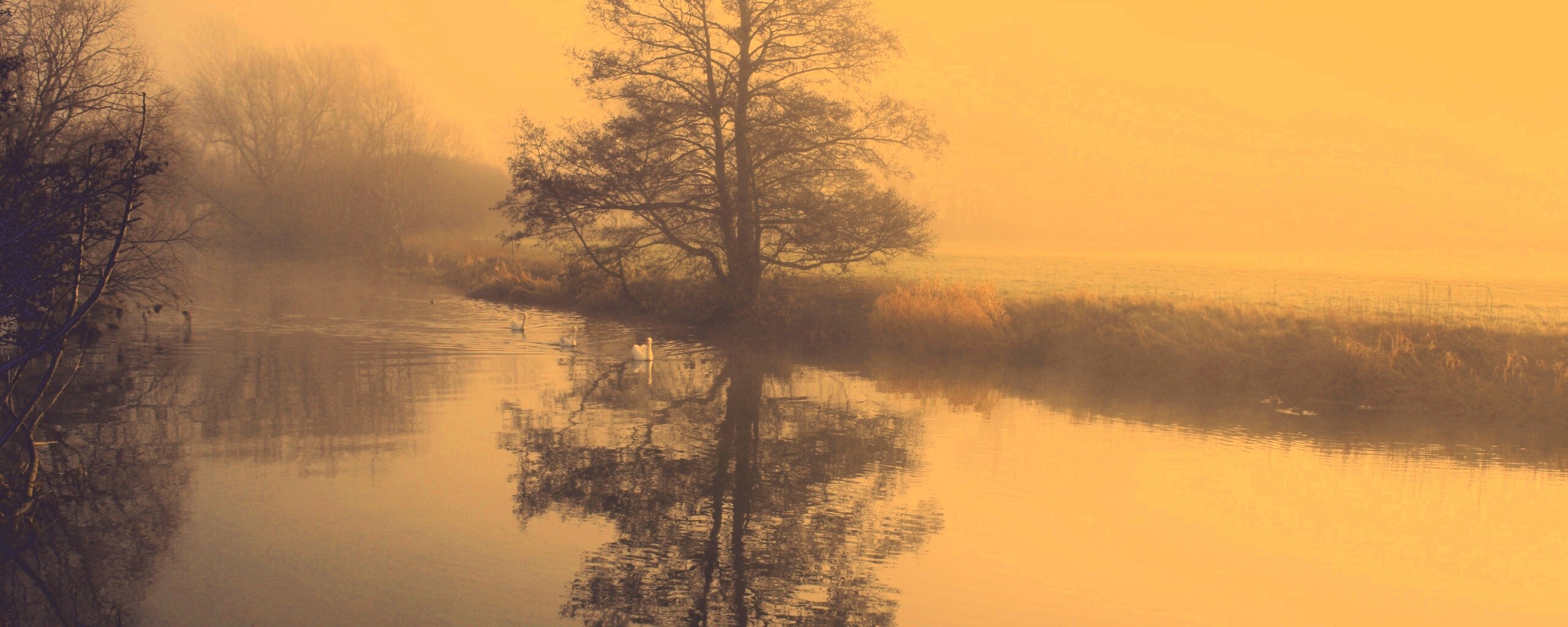 Дерево в тумане обои