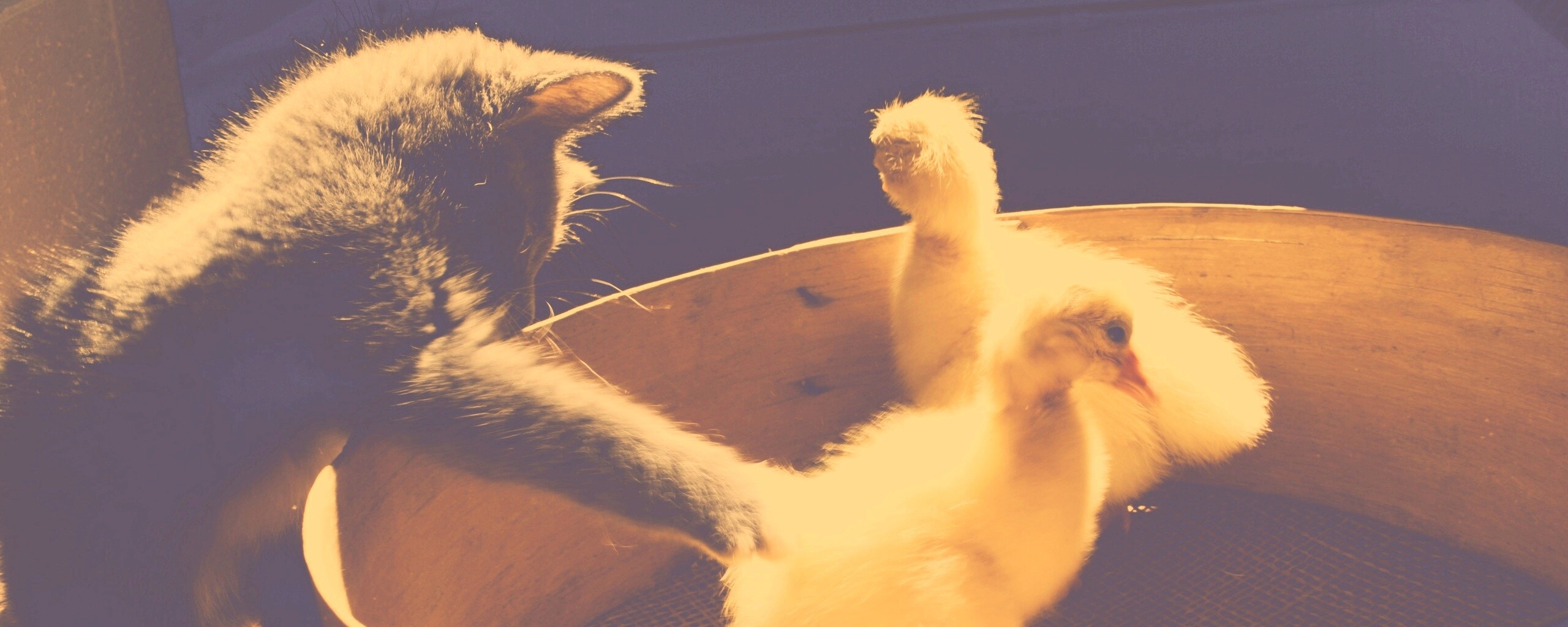 Котенок играет с утятами обои