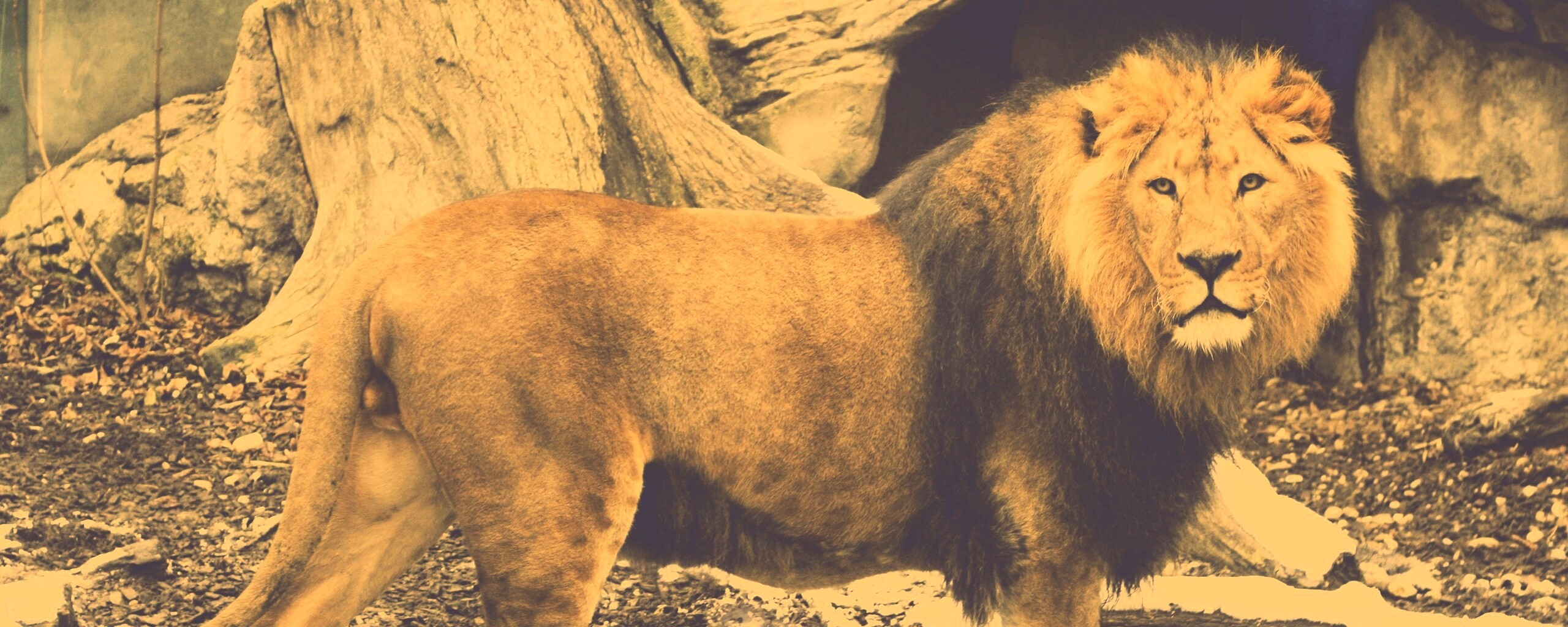 Красивый лев в лесу обои