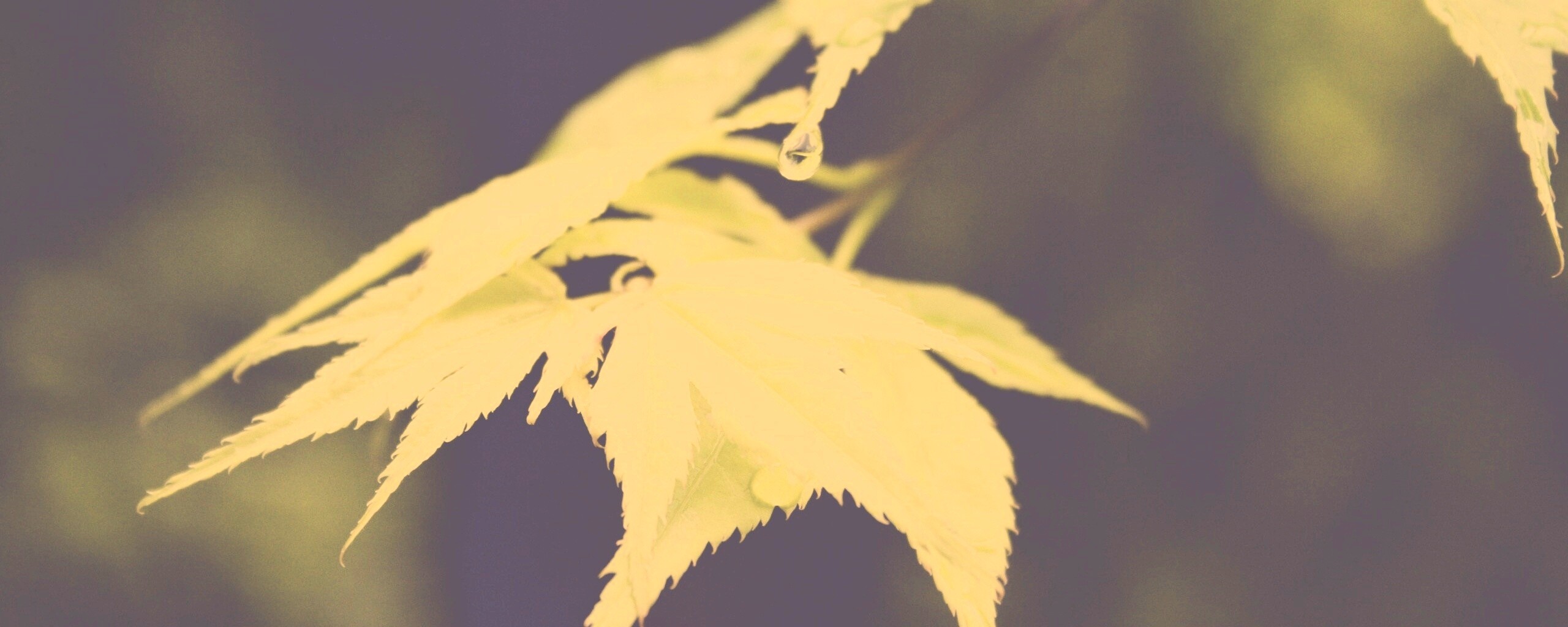 Капля на листе обои