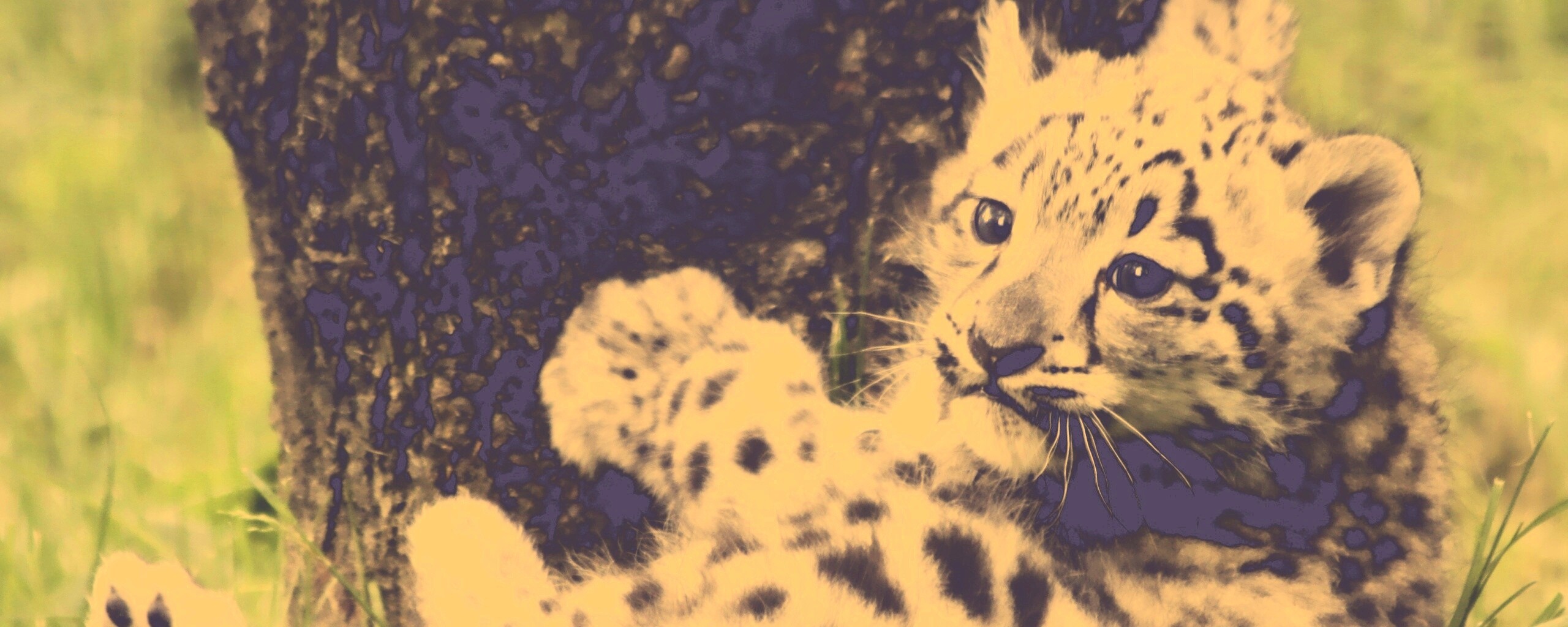 Котенок большой дикой кошки обои