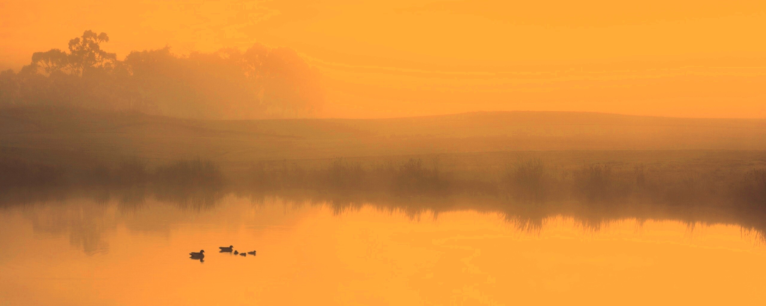 Ducks on a Misty Pond обои