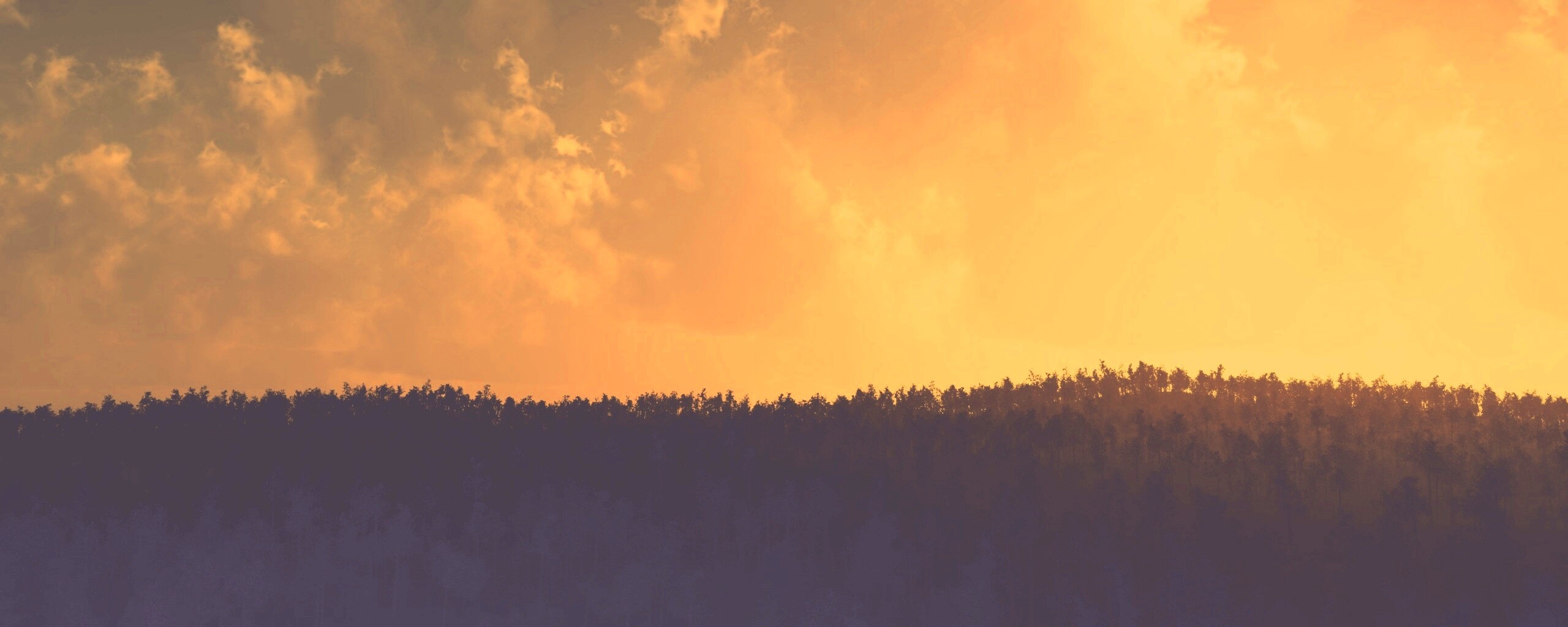 Закат над лесом обои