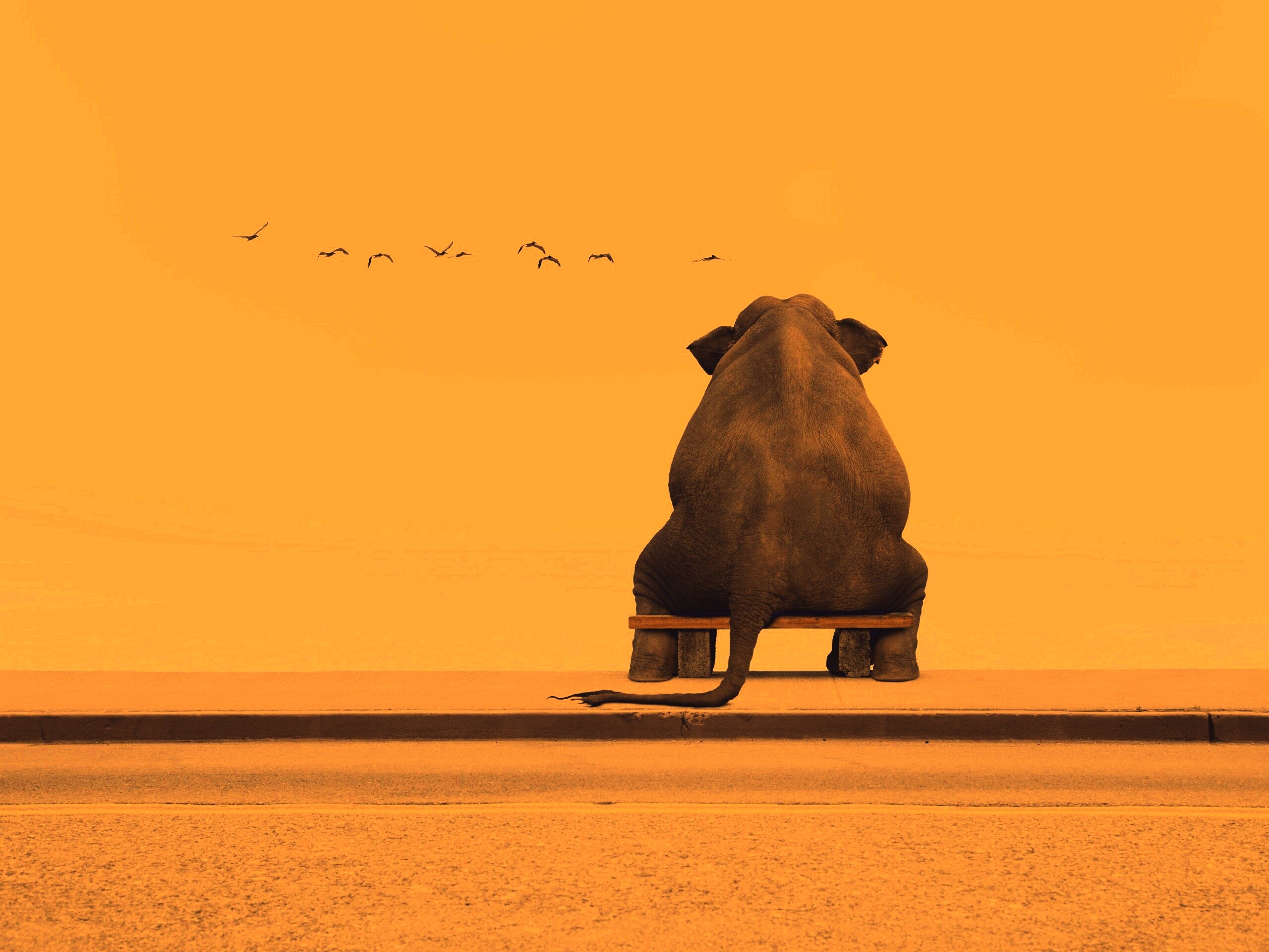 Слон на табуретке обои