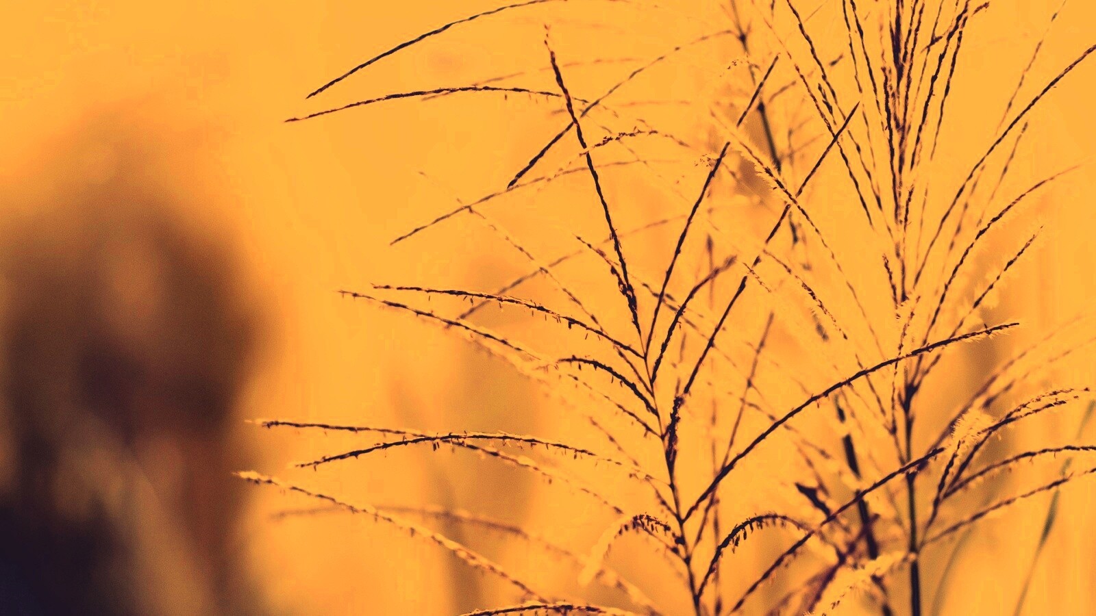 Макро фото растения обои