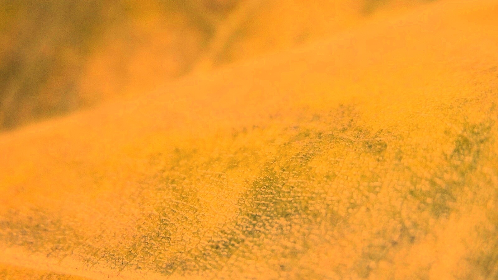 Повехность листа обои