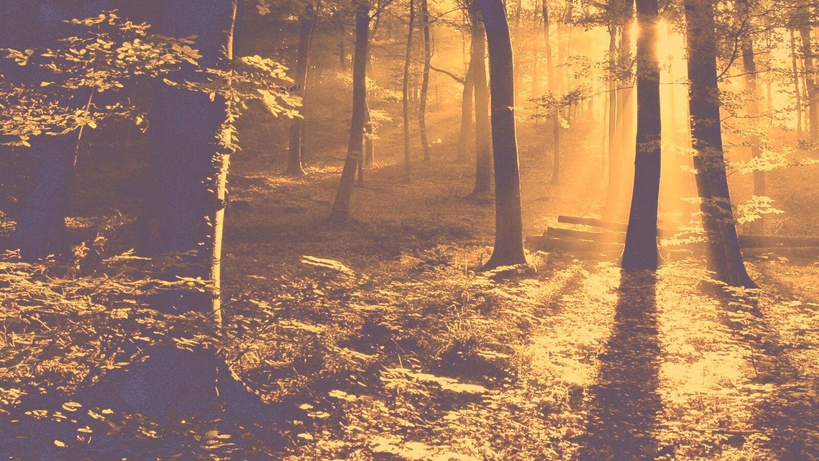 Лес в золотом сиянии обои