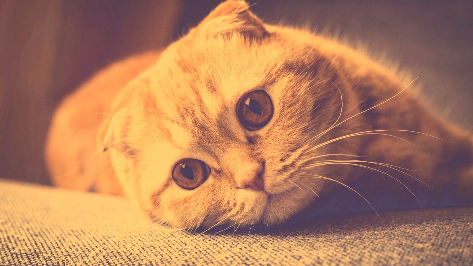 Скоттиш фолд рыжий обои