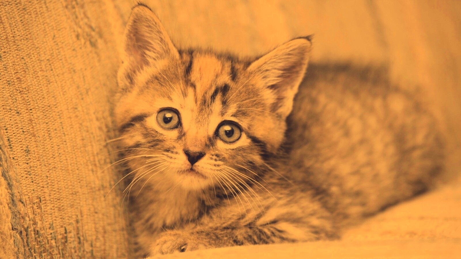 Милый маленький котенок обои