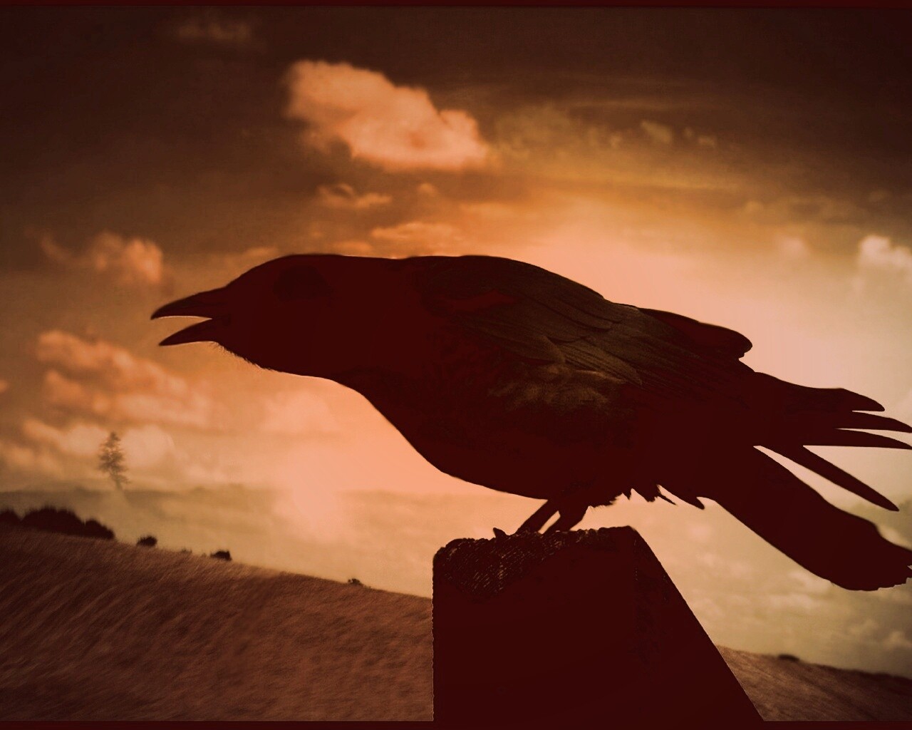 Чёрный ворон обои