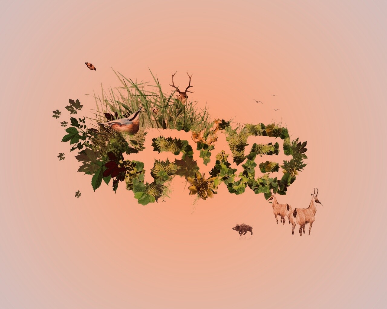 FWA обои