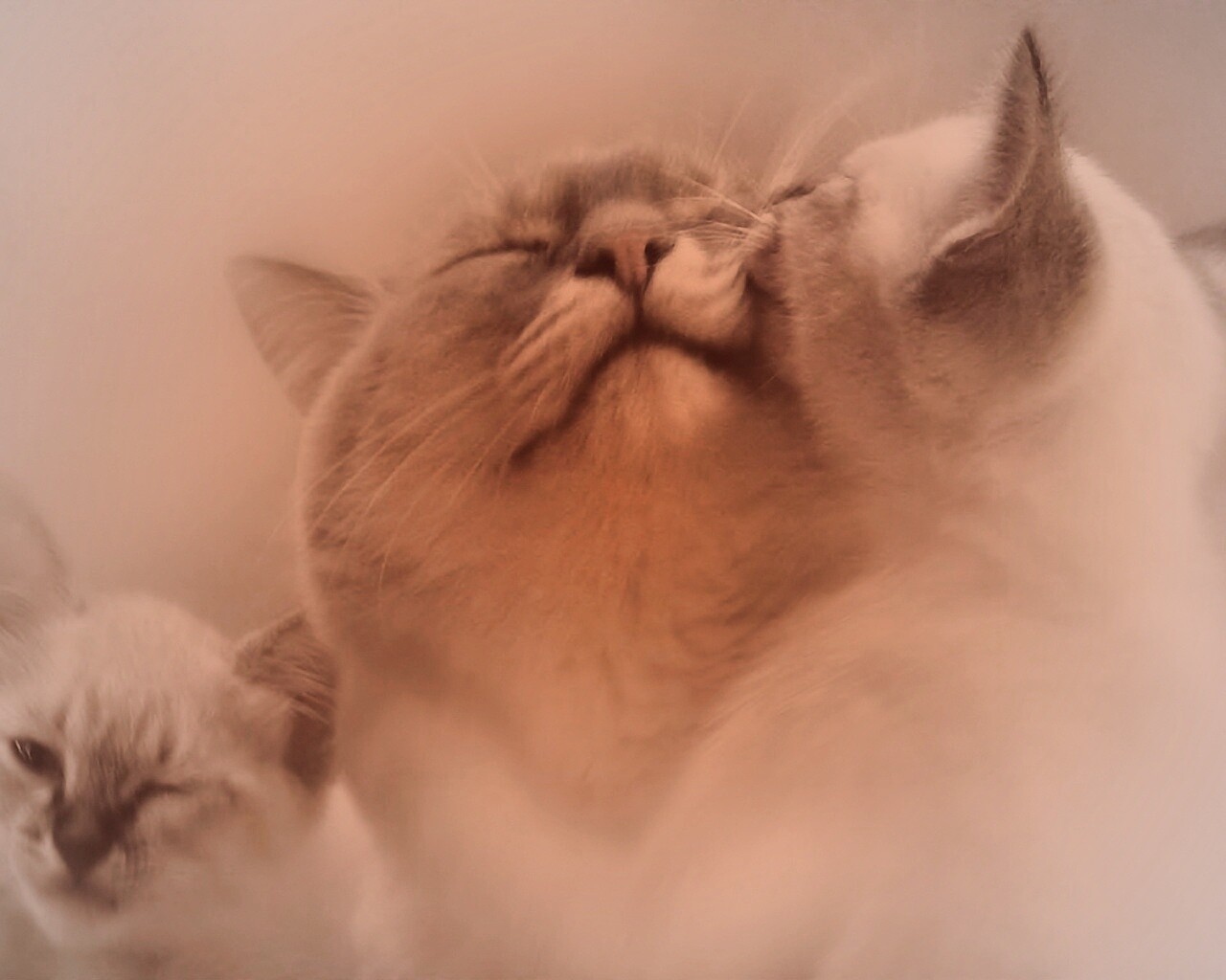 Котята с мамой обои