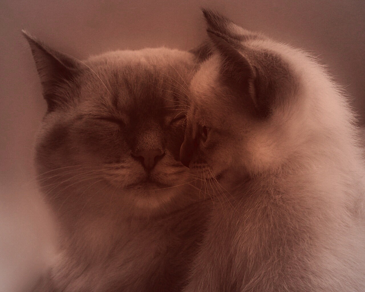 Кошка с котенком обои