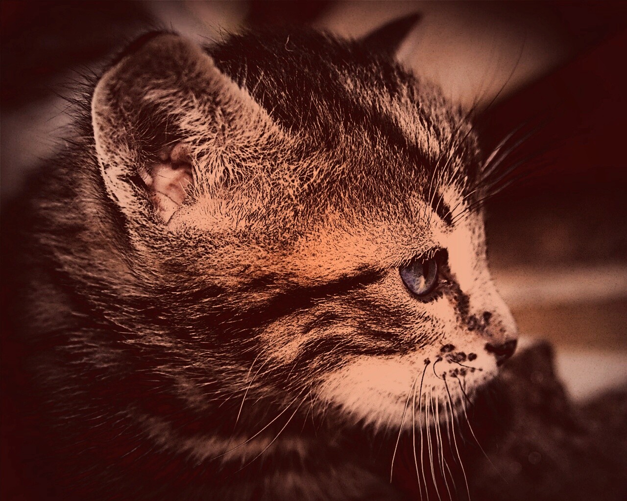 Котенок с голубыми глазами обои
