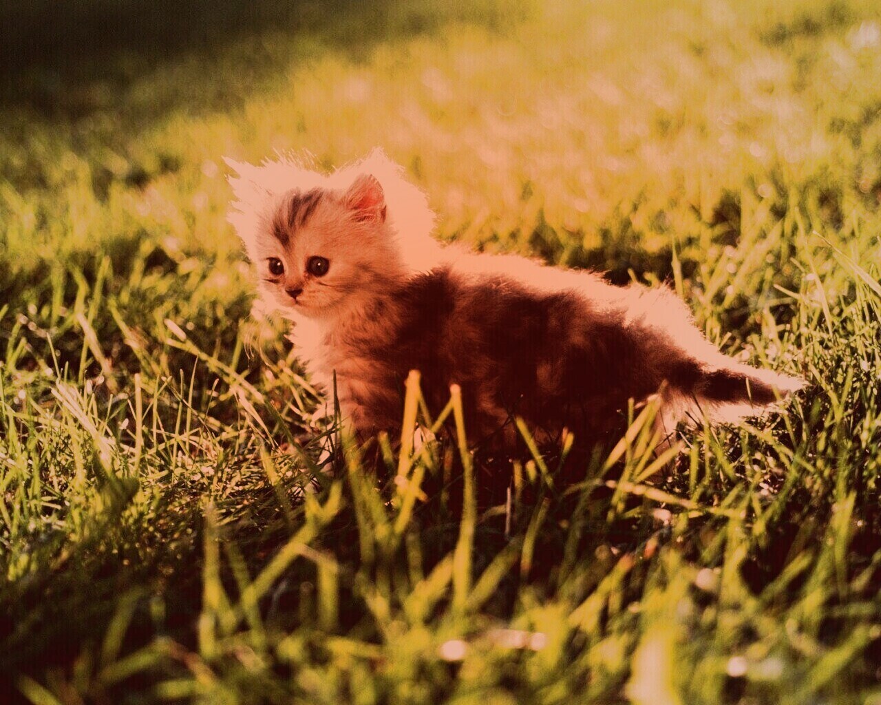 Котёнок в траве обои