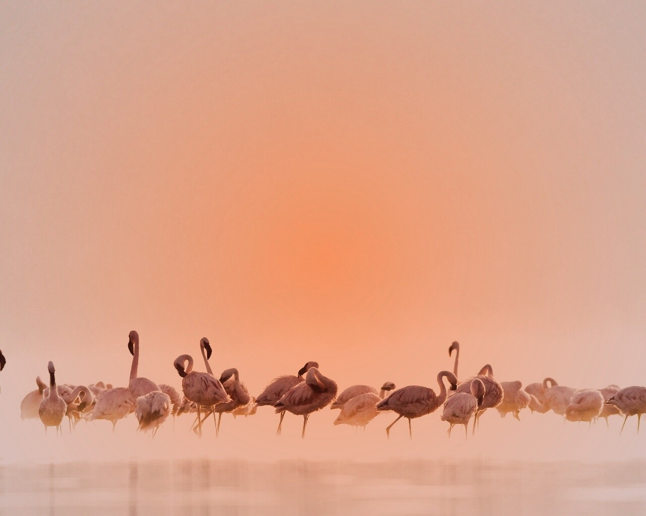 Flamingos обои