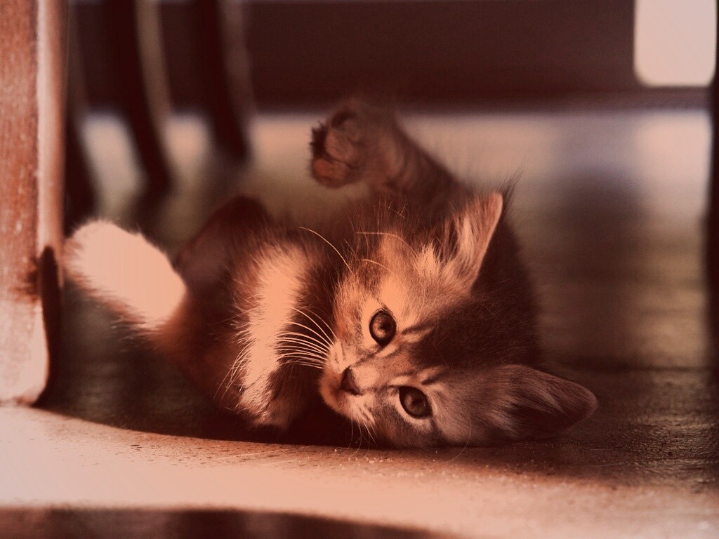 Котенок играет под стулом обои