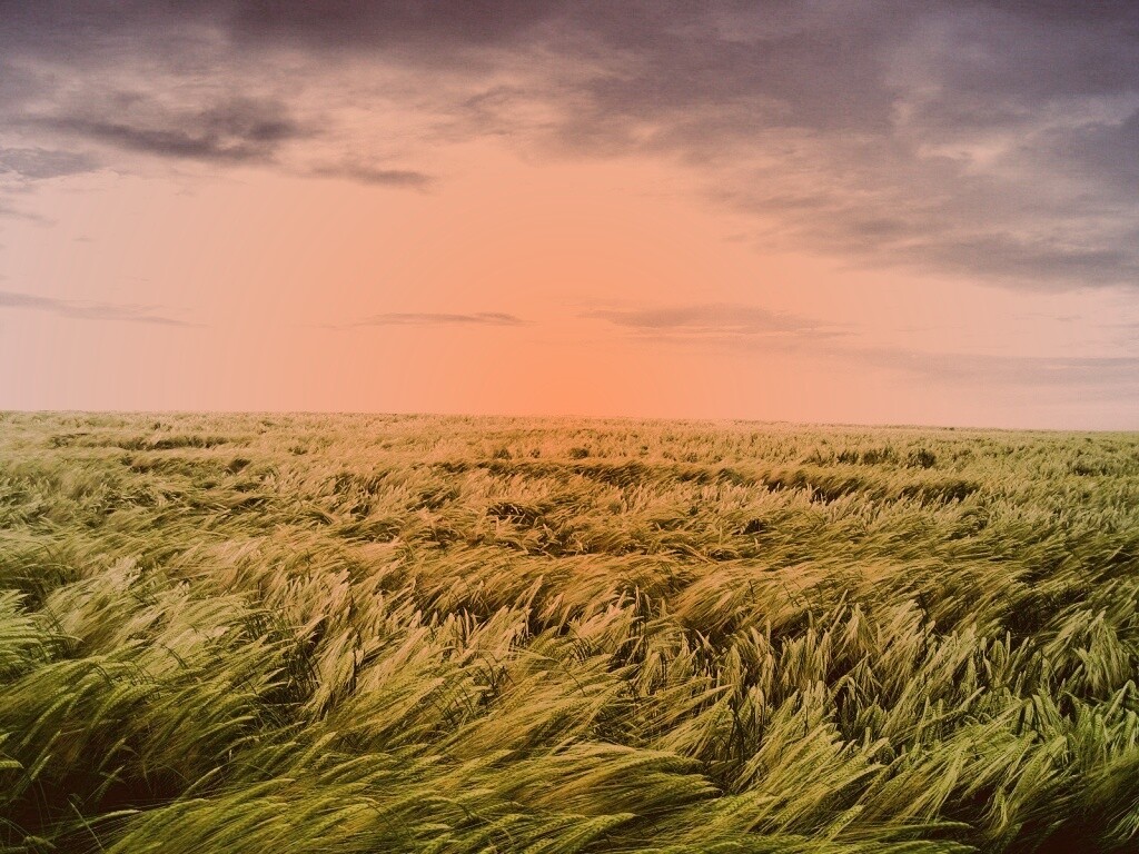 Море трав обои