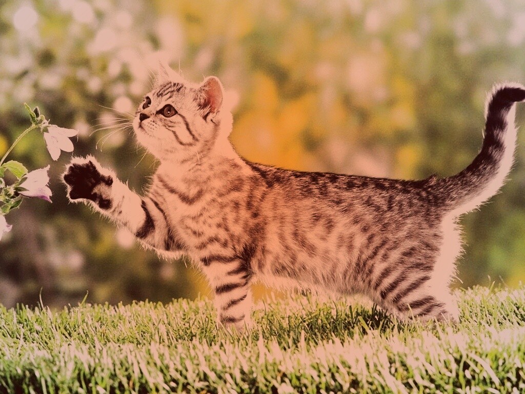 Котенок играет с цветами обои