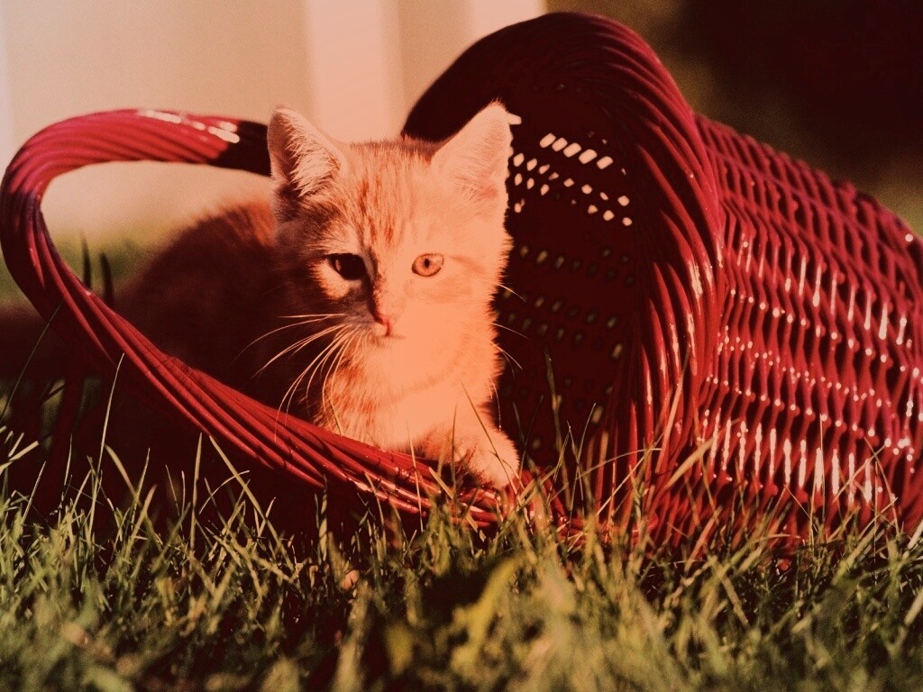 Рыжий котенок в корзине обои