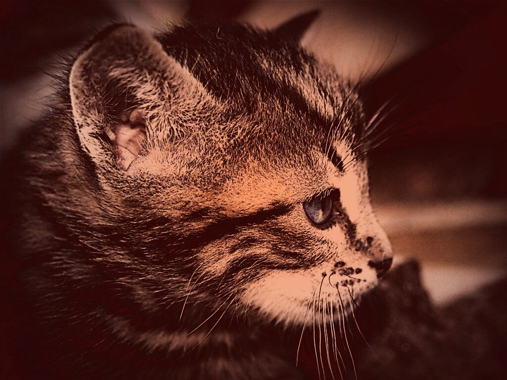 Котенок с голубыми глазами обои