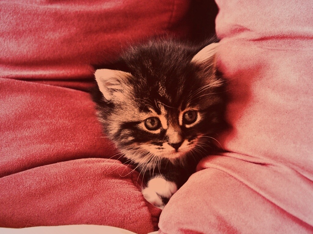 Котенок в подушках обои