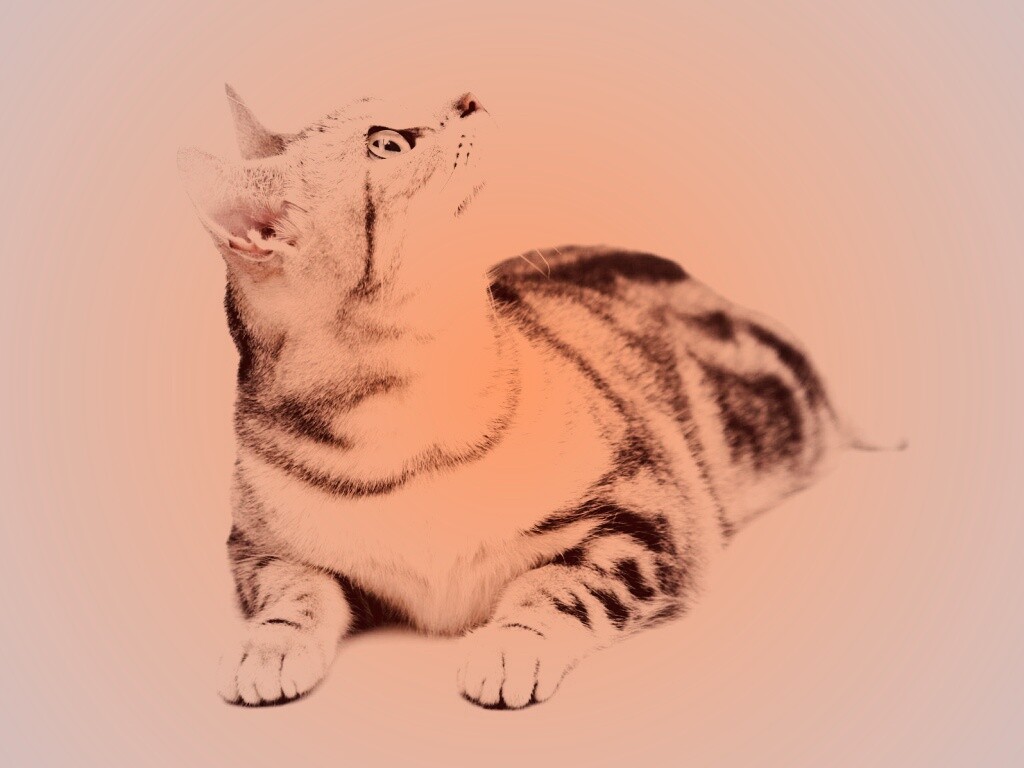 Котэ смотрит наверх обои