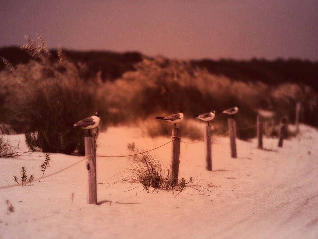 Птички на столбиках обои