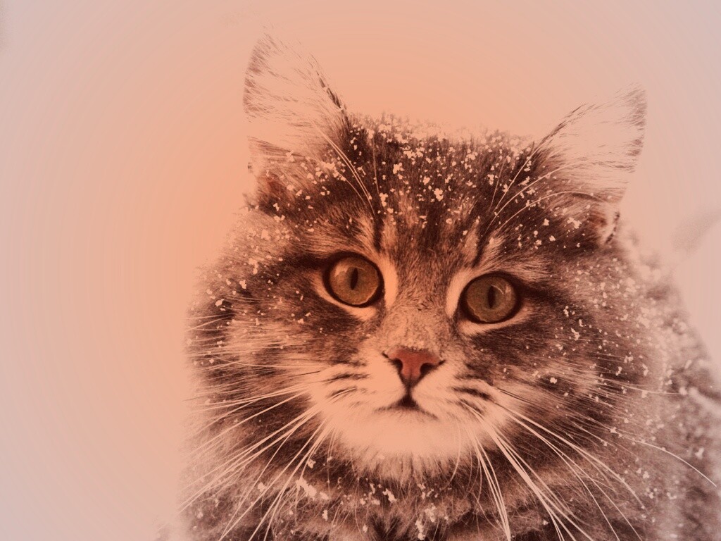 Кот в снегу обои