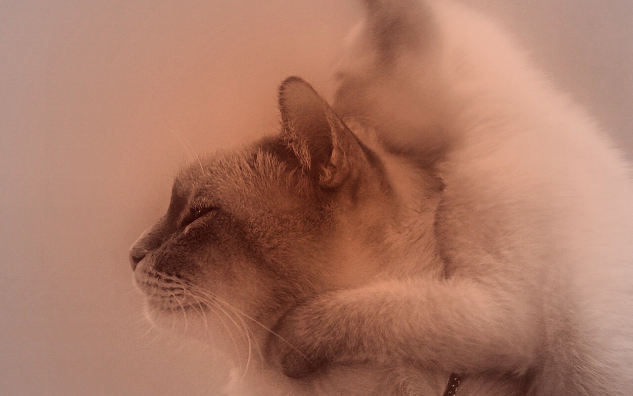 Котёнок обнимает маму обои