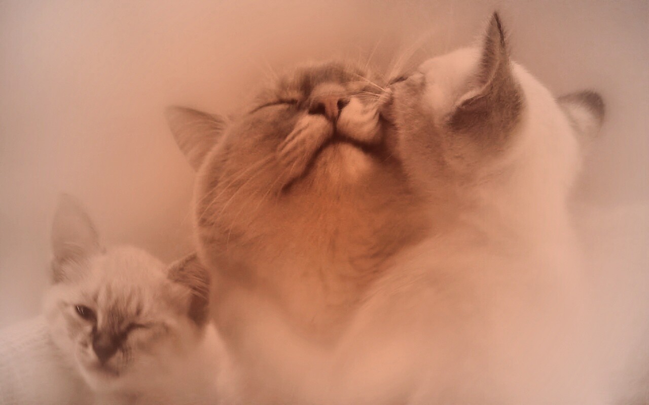 Котята с мамой обои