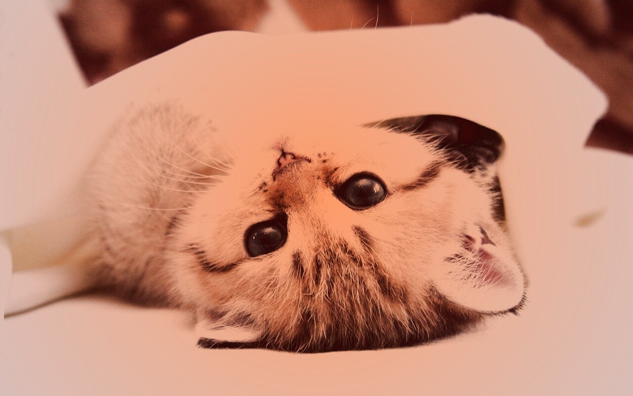 Котёнок вверх ногами обои
