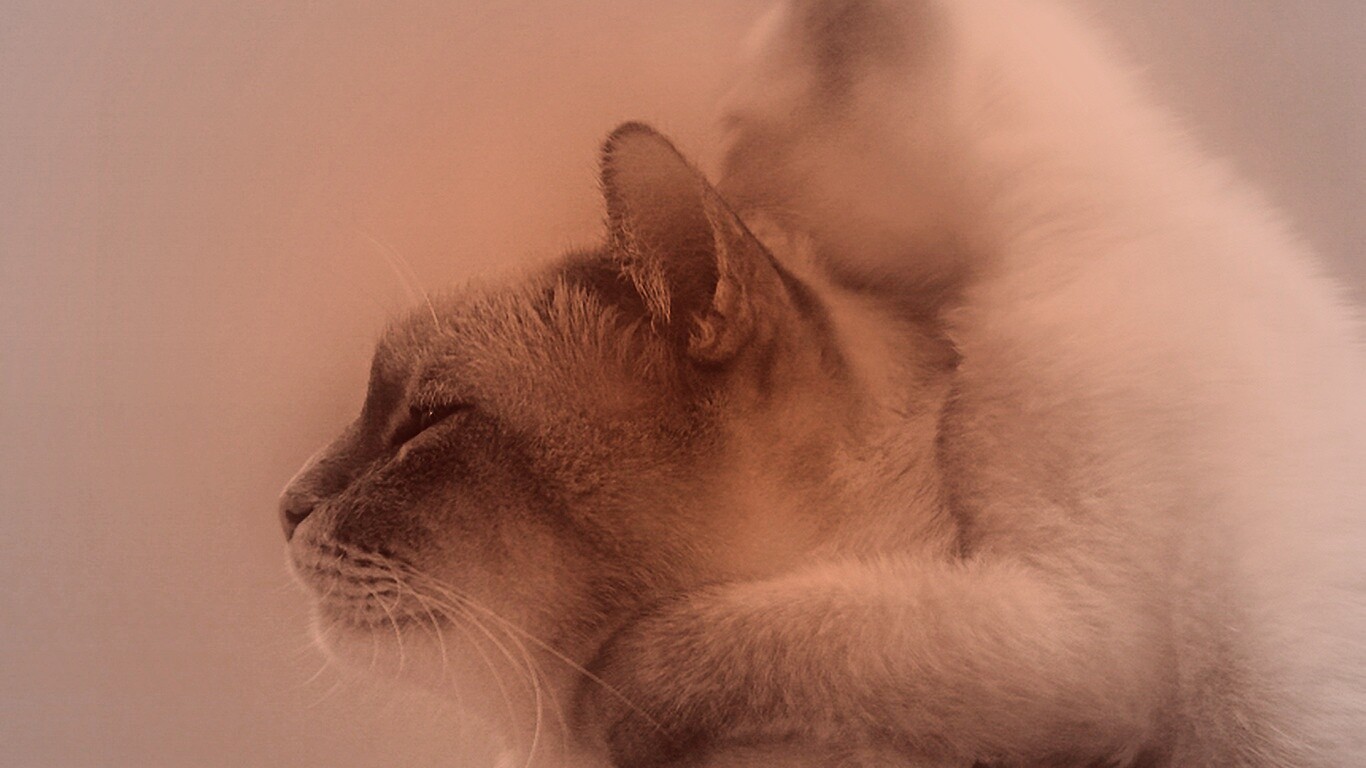 Котёнок обнимает маму обои