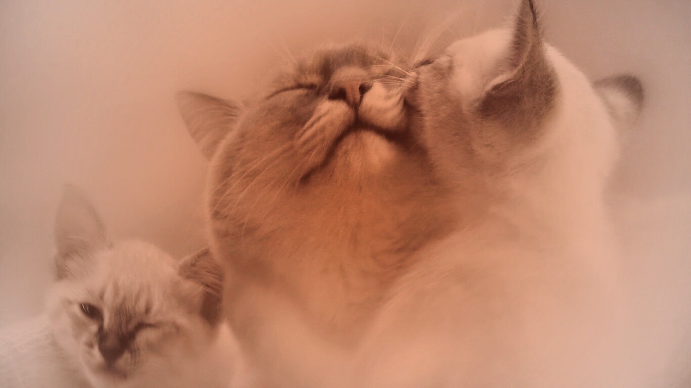 Котята с мамой обои