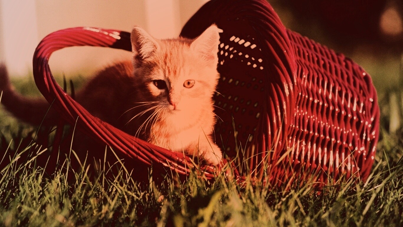 Рыжий котенок в корзине обои
