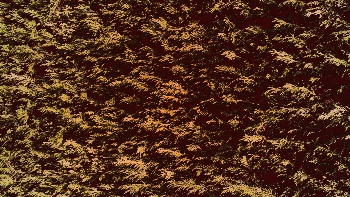 Густые хвойные заросли обои