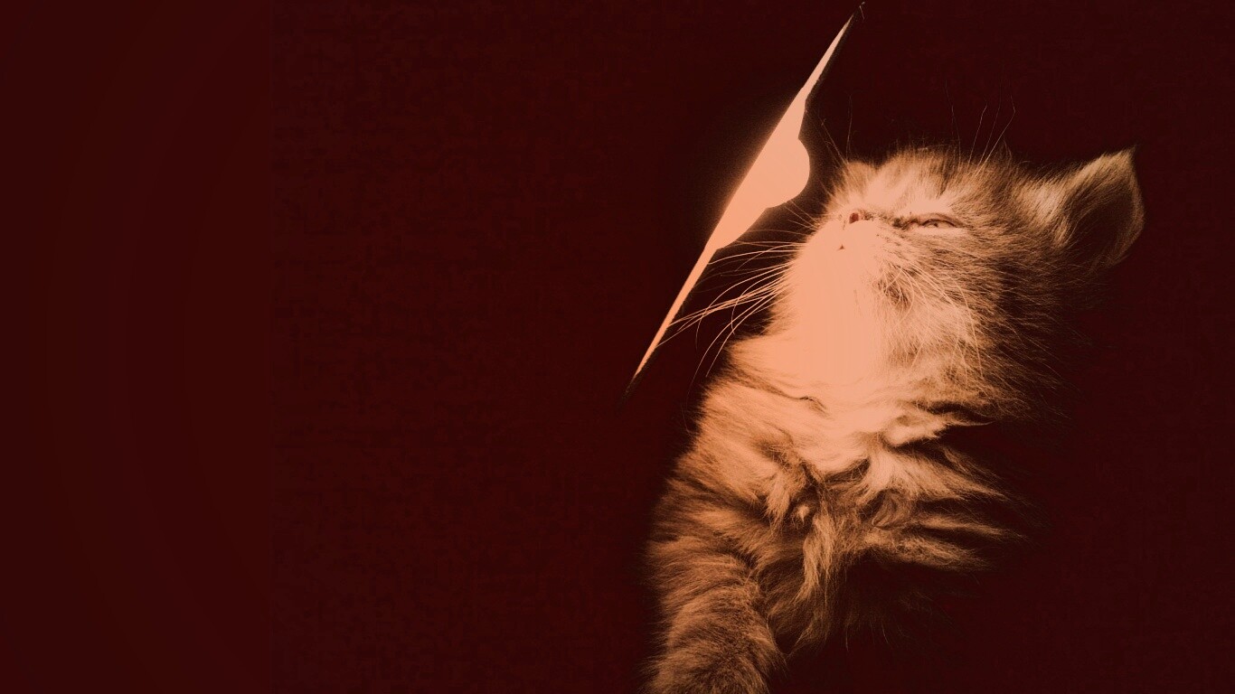 Котя на свету обои