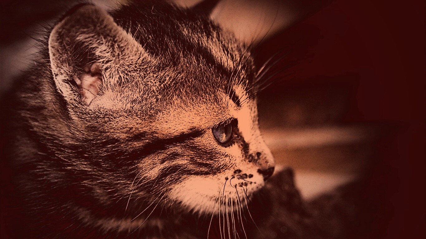 Котенок с голубыми глазами обои