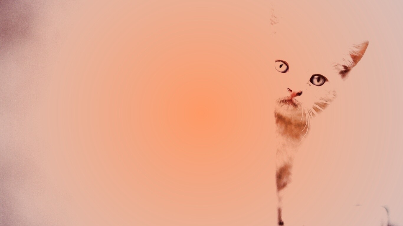 Котик из-за угла обои