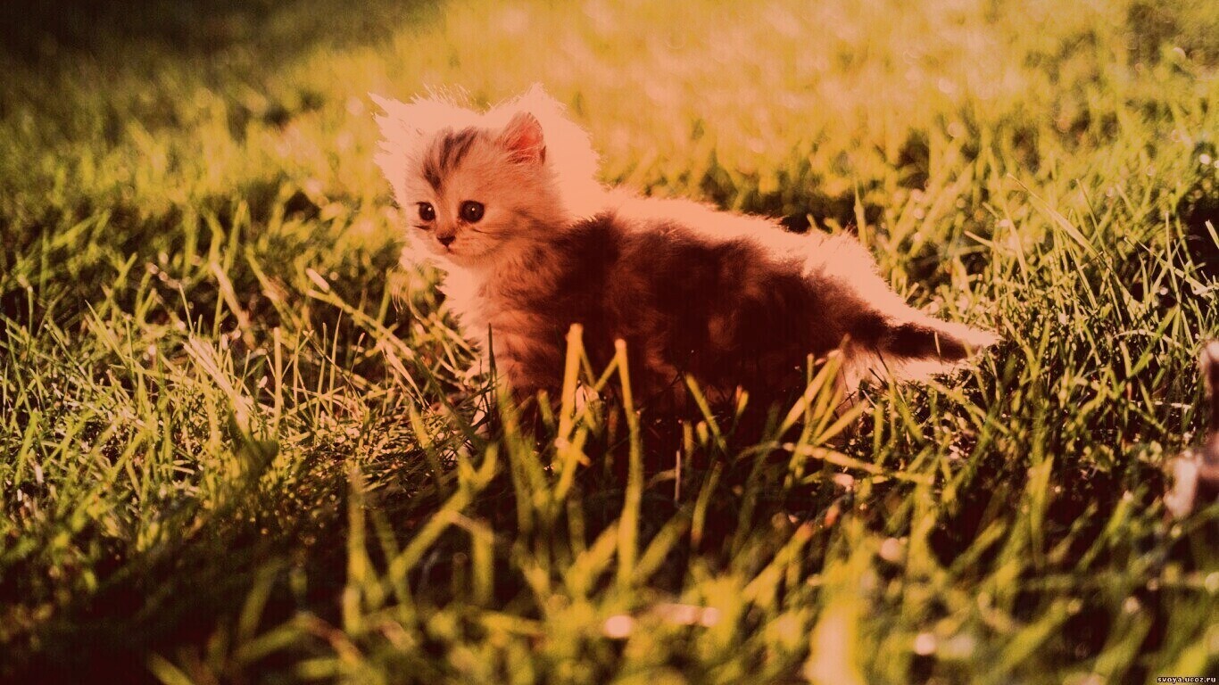 Котёнок в траве обои