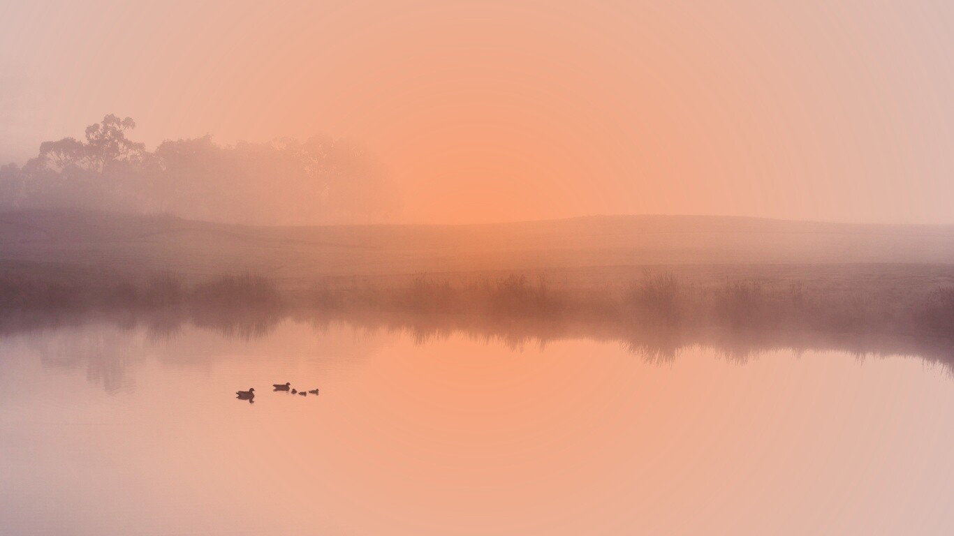 Ducks on a Misty Pond обои