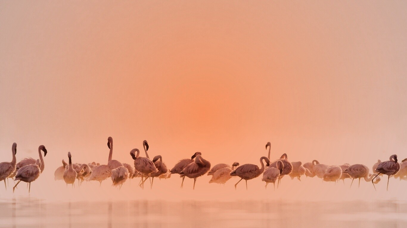 Flamingos обои